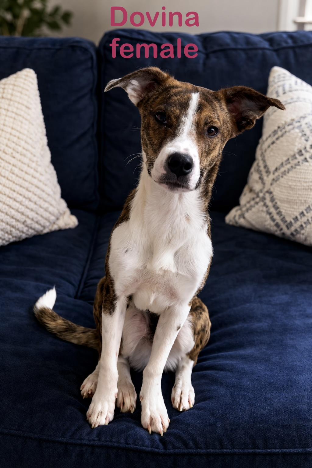 Enlarge Dovina, a Adoptable mixed breed in Pleasant Valley, NY image 1/4