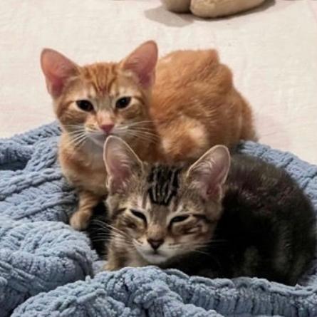 Harry, Adoptable, Kitten Male Domestic Short Hair.