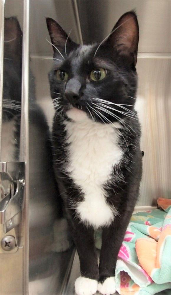 Eddison, a Adoptable Domestic Short Hair in St. Ann, MO image 1/4