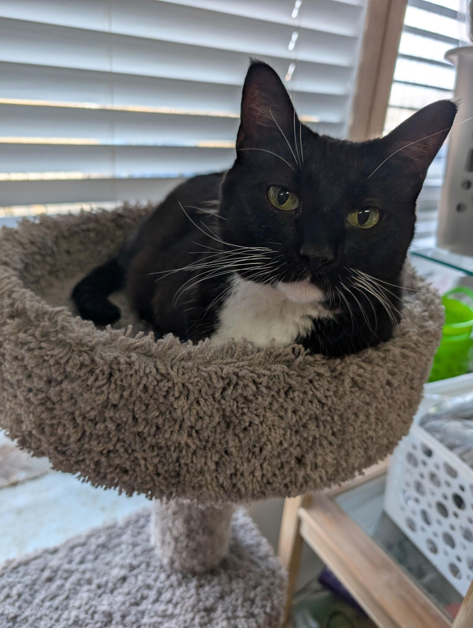 Eddison, a Adoptable Domestic Short Hair in St. Ann, MO image 2/4