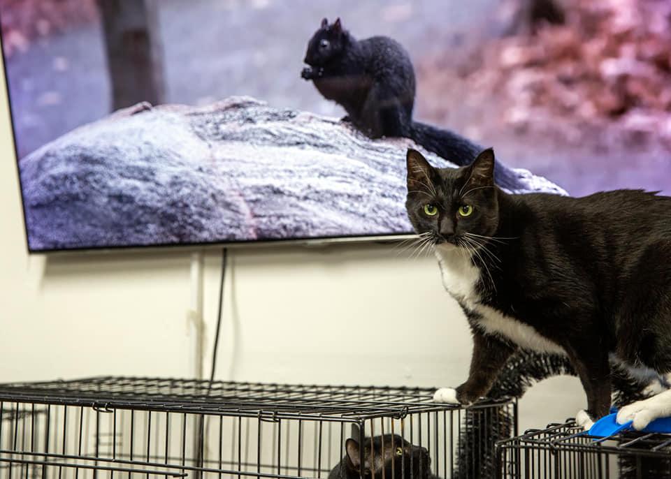 Eddison, a Adoptable Domestic Short Hair in St. Ann, MO image 3/4