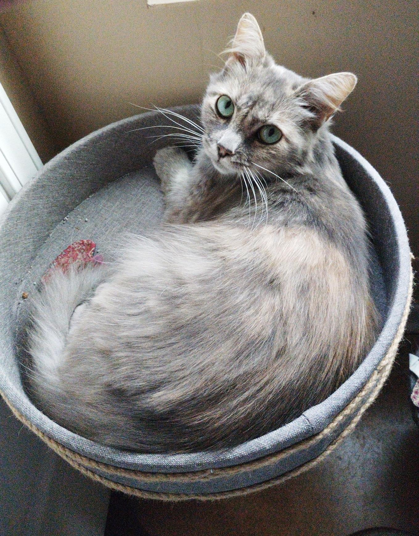 Sadie (FIV positive - Would be great companion single kitty!)
