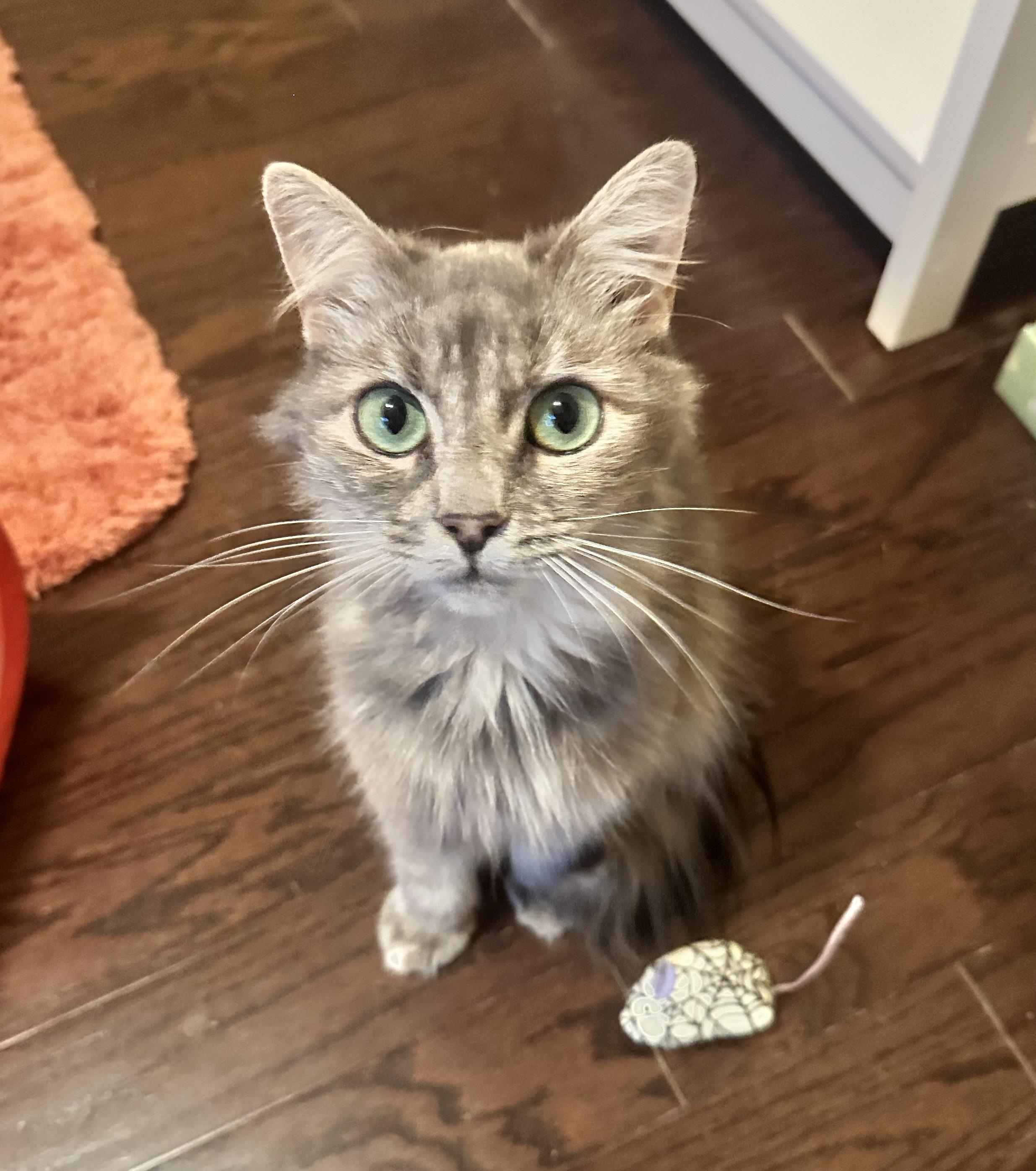 Enlarge Sadie (FIV positive - Great companion kitty!), a Adoptable Domestic Long Hair in Rock Hill, SC image 1/6
