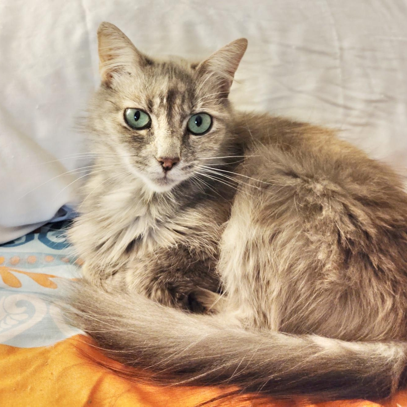 Sadie (FIV positive - Great companion kitty!) — thumbnail 2