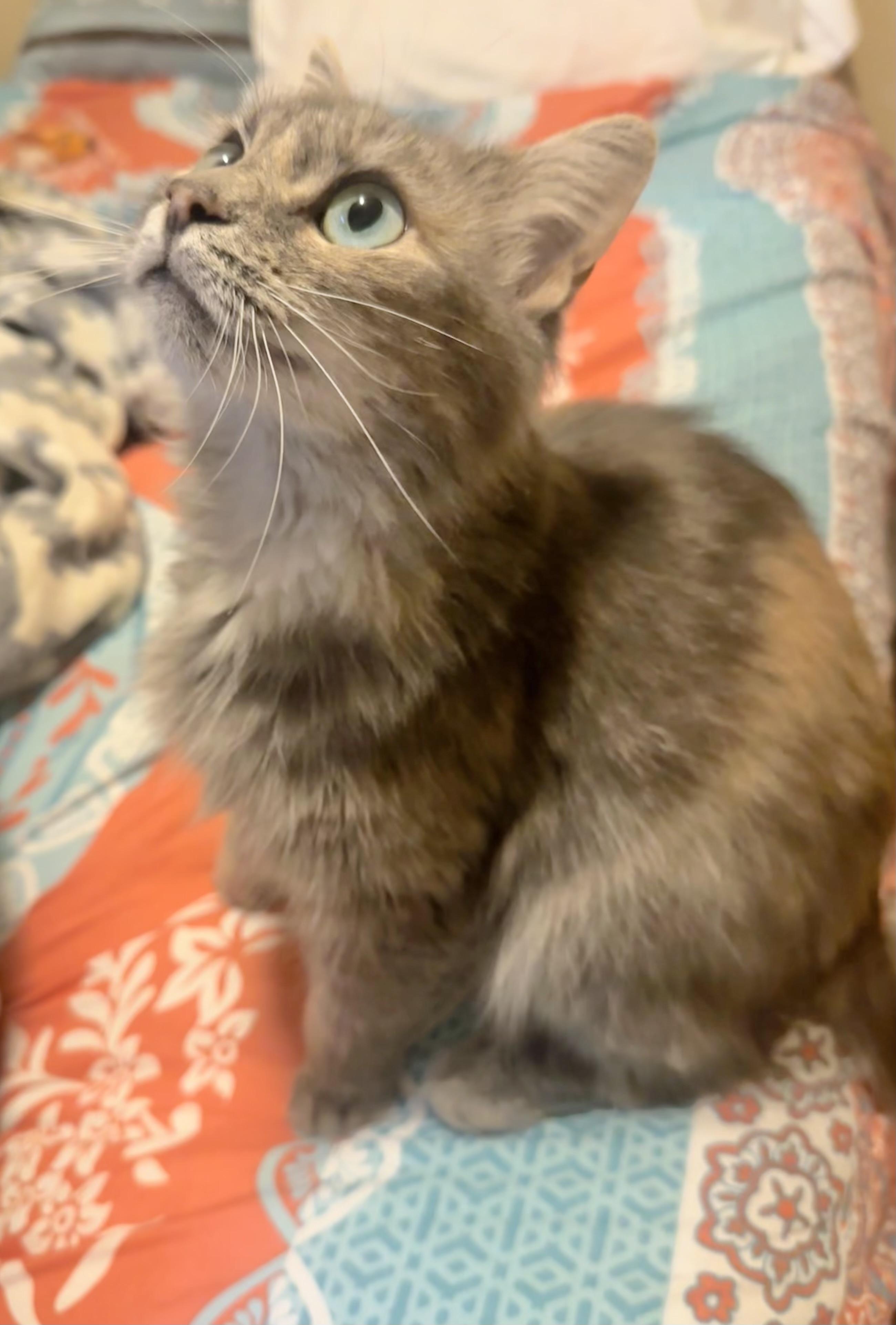 Sadie (FIV positive - Great companion kitty!)