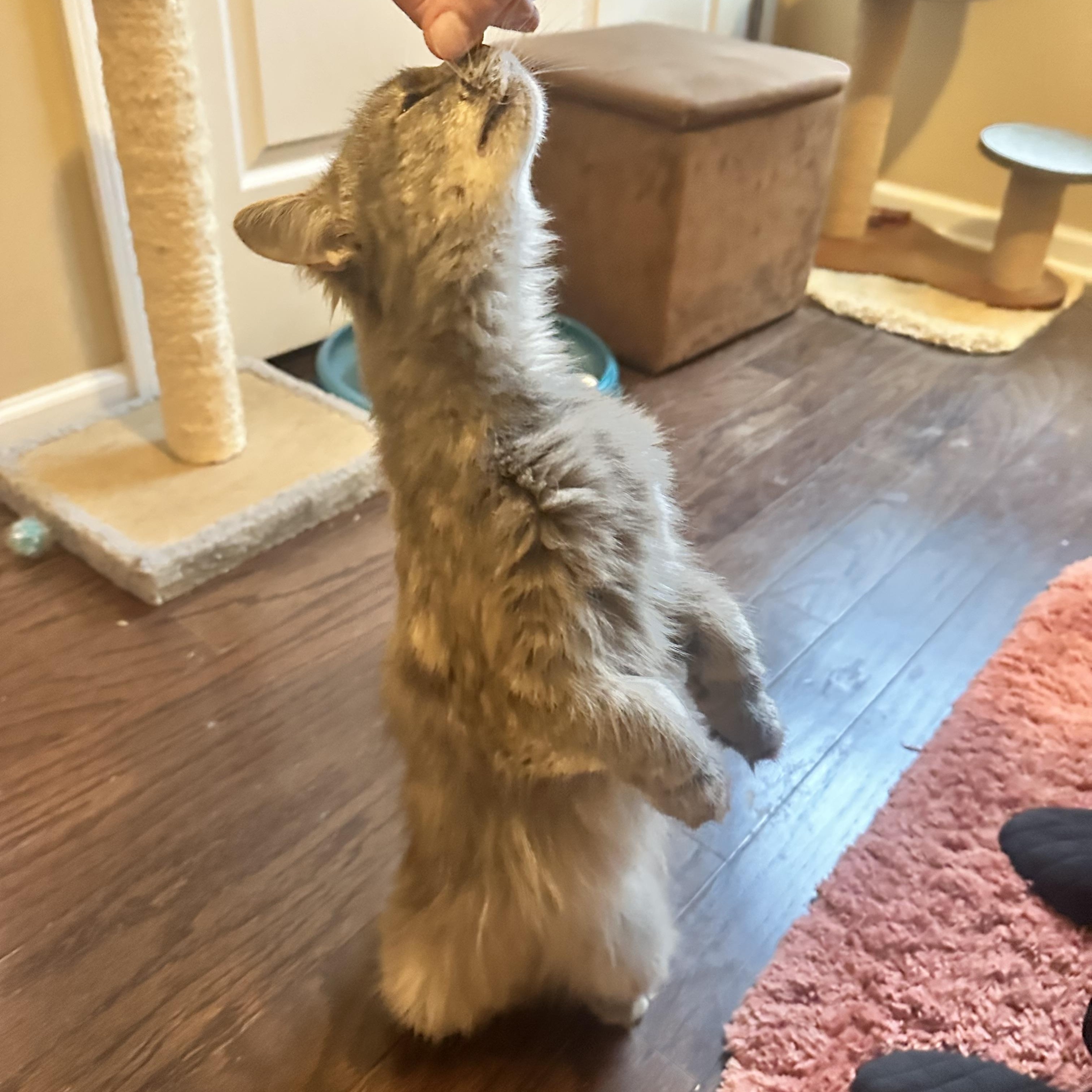 Sadie (FIV positive - Great companion kitty!) — thumbnail 4