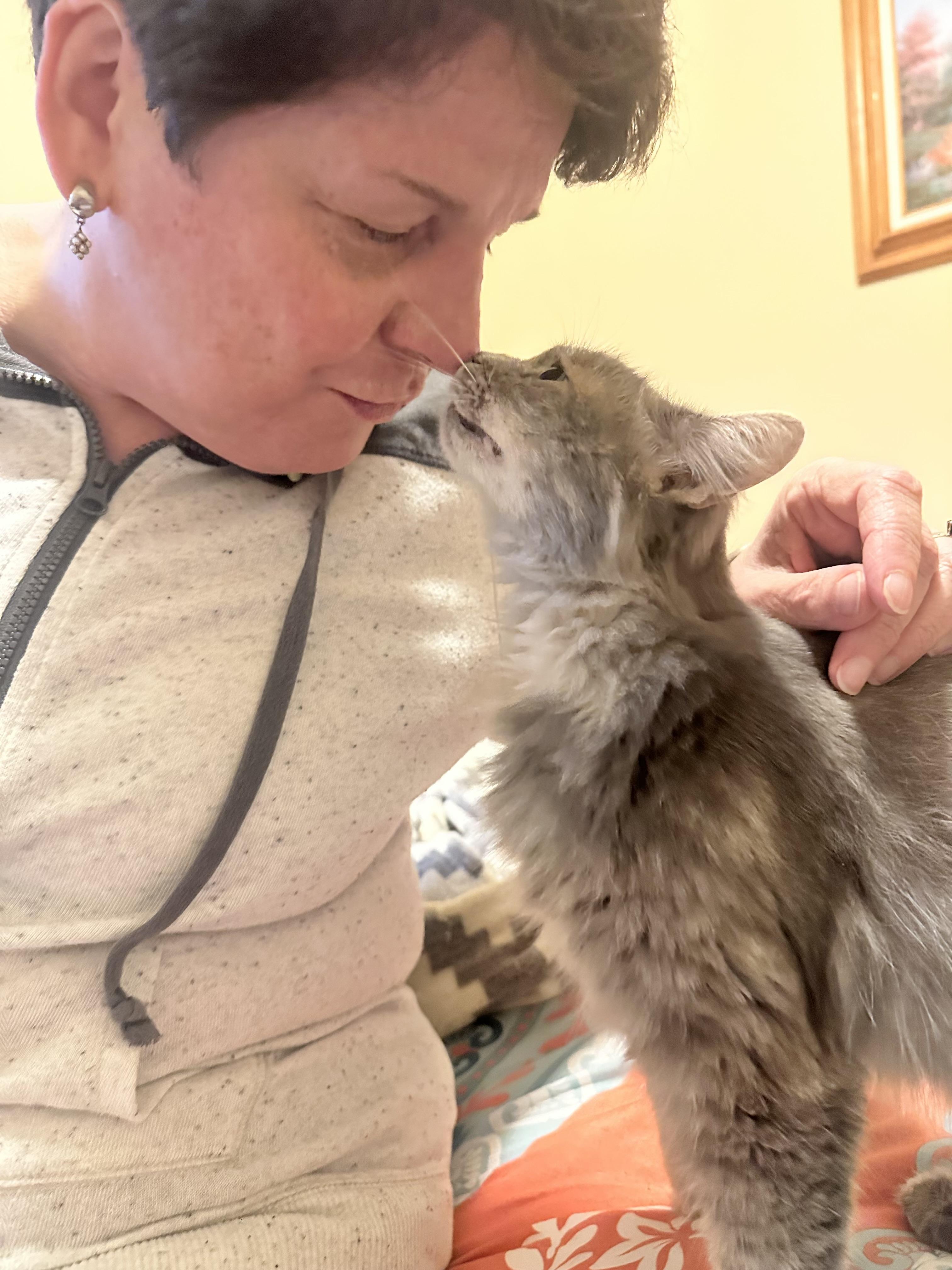 Sadie (FIV positive - Great companion kitty!)