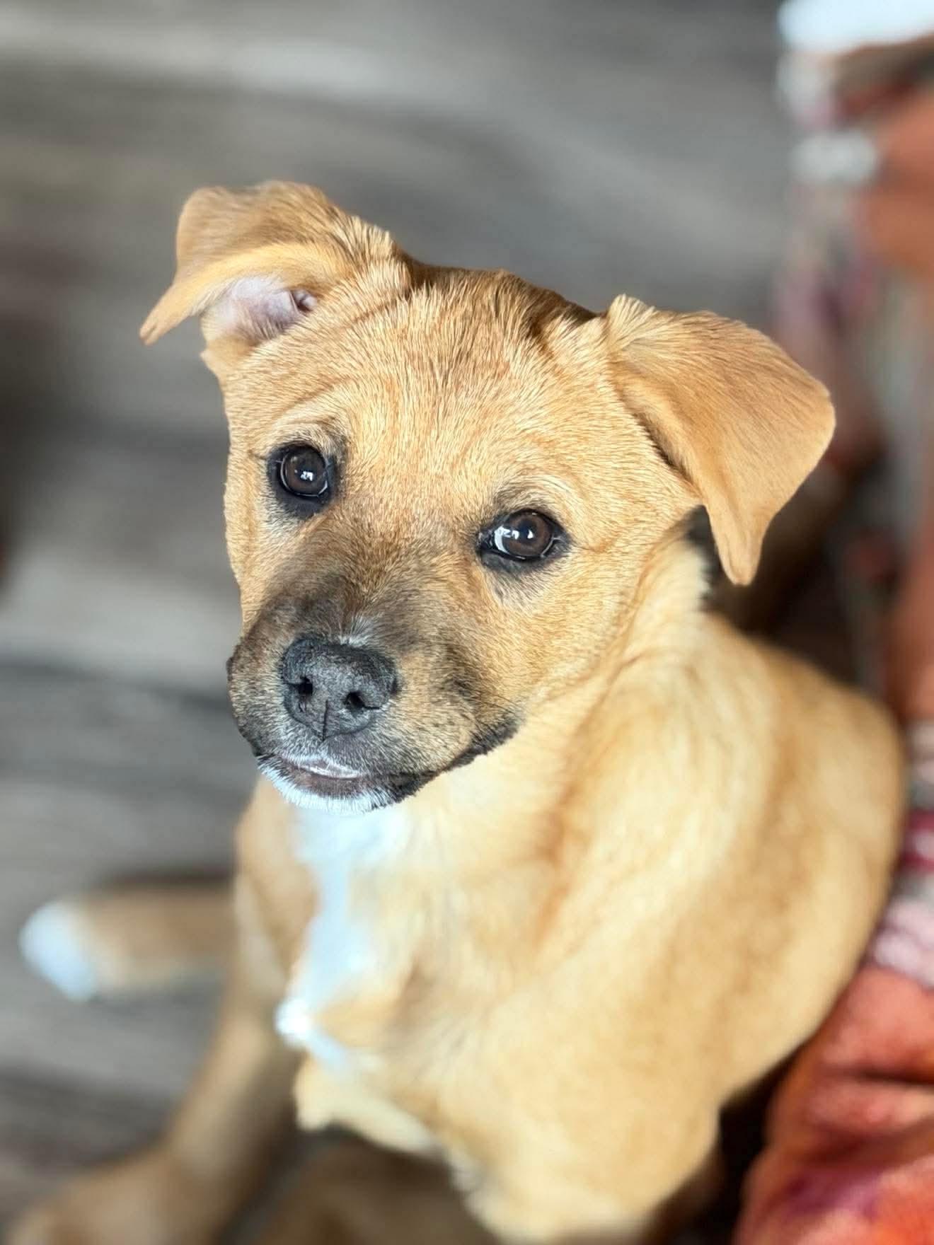 Wilma , Adoptable, Puppy Female Mixed Breed.