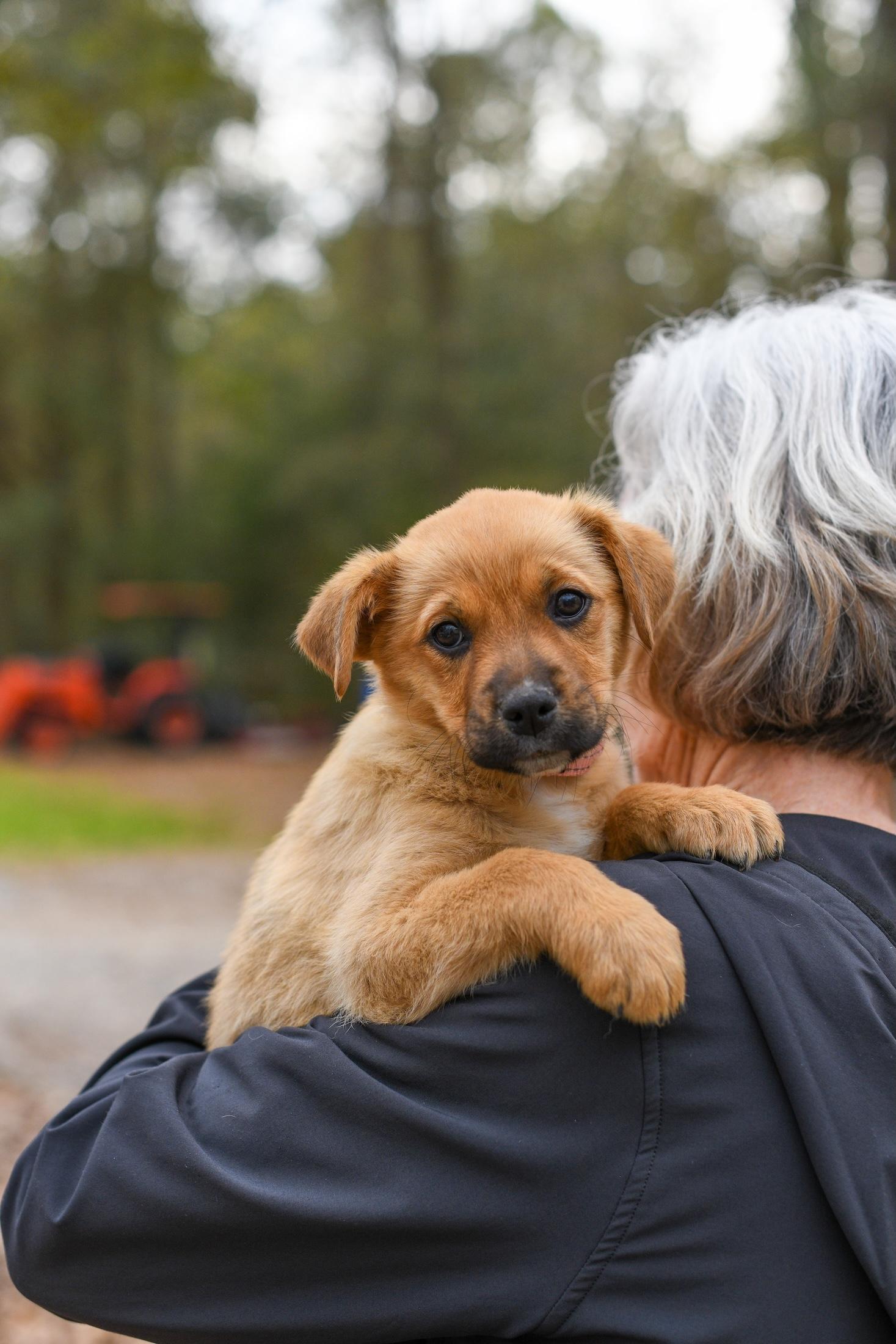 Enlarge Wilma , a Adoptable Mixed Breed in Argyle, NY image 2/4