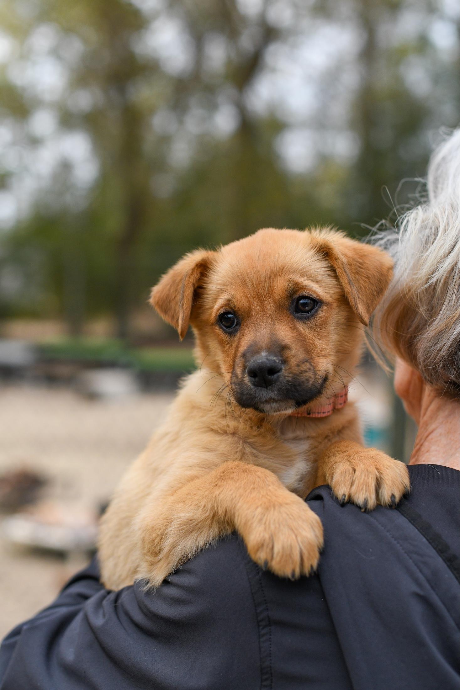 Enlarge Wilma , a Adoptable Mixed Breed in Argyle, NY image 4/4