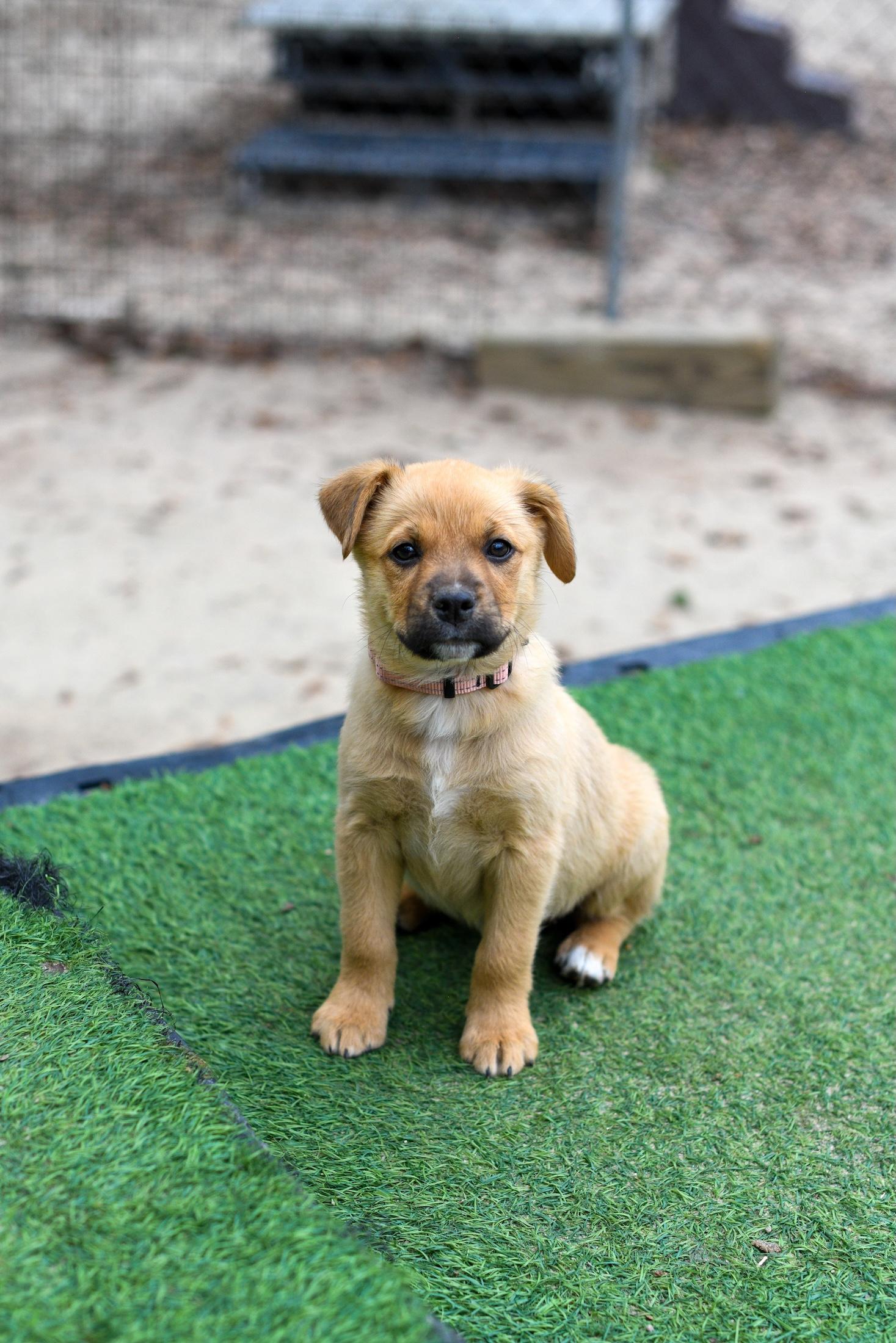 Enlarge Wilma , a Adoptable Mixed Breed in Argyle, NY image 3/4