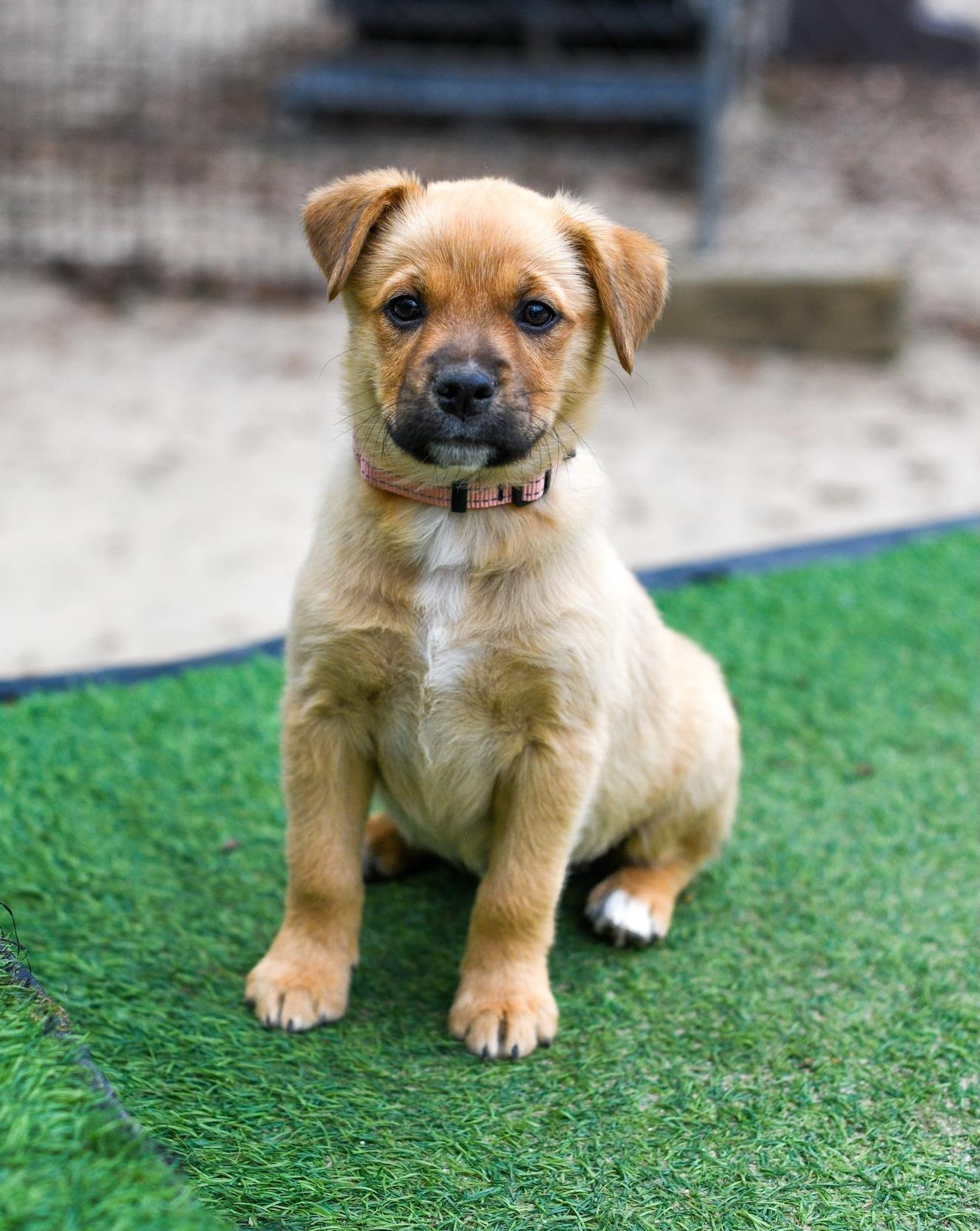 Enlarge Wilma , a Adoptable Mixed Breed in Argyle, NY image 1/4