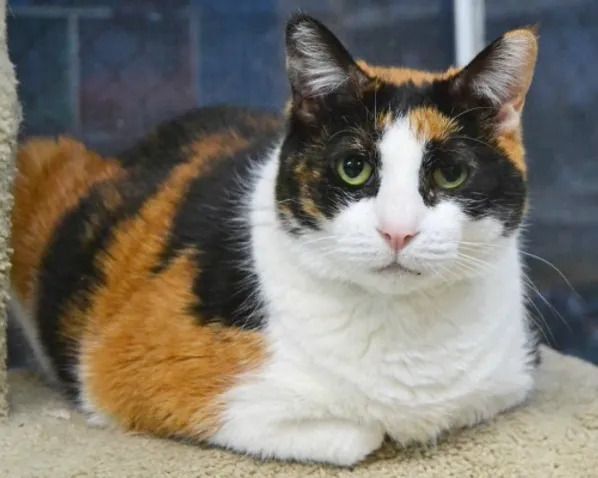 Nina, Adoptable, Adult Female Calico.