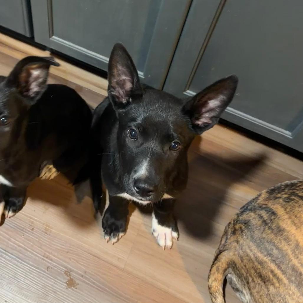 Poe, Adoptable, Puppy Male German Shepherd Dog & Mixed Breed.