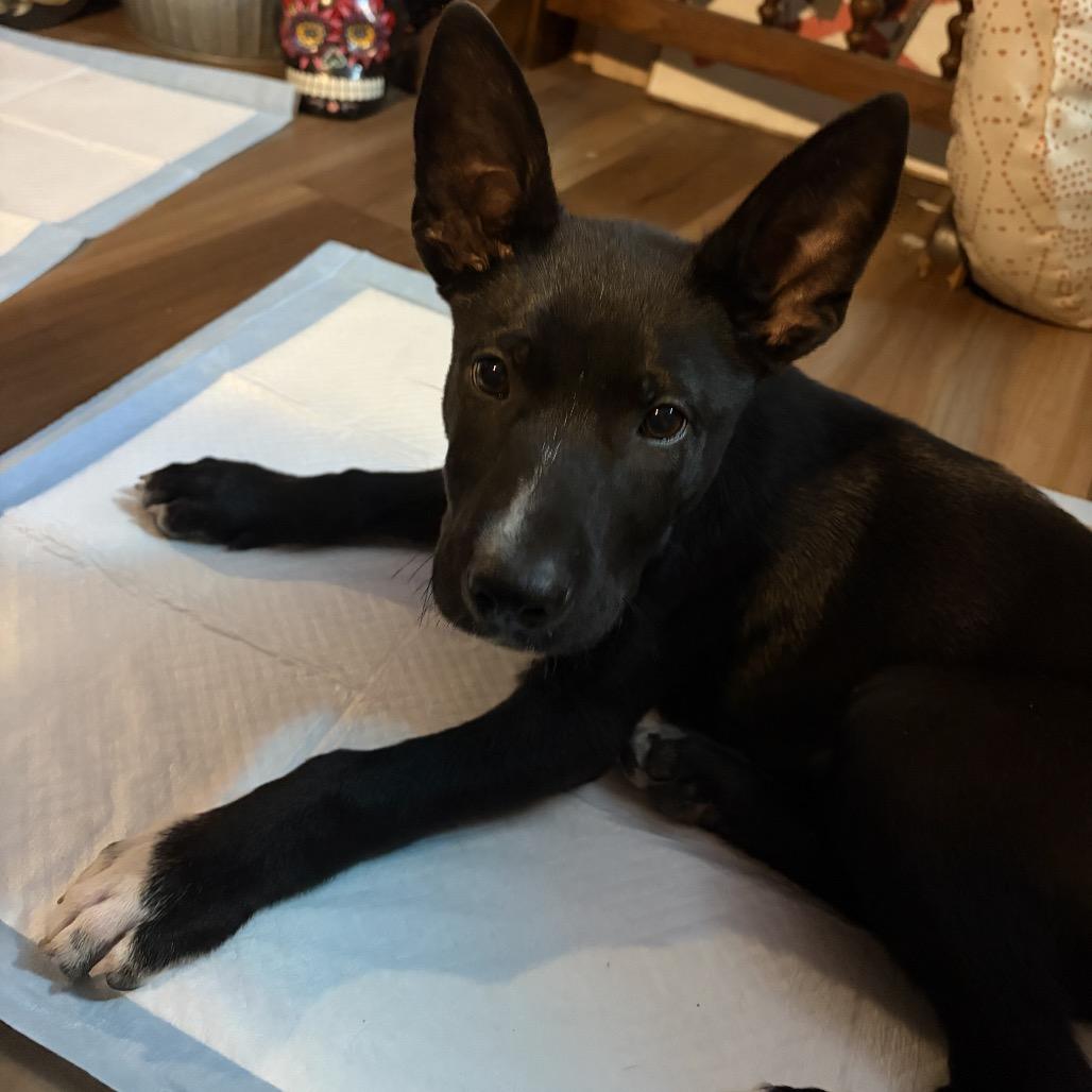 Enlarge Poe, a Adoptable mixed breed in Northville, MI image 2/5