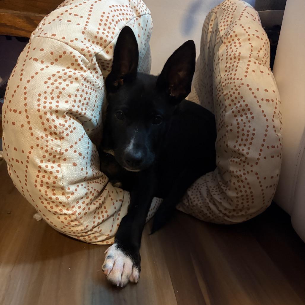 Enlarge Poe, a Adoptable mixed breed in Northville, MI image 5/5