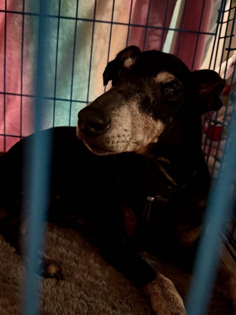 Enlarge Rita, a Adopted Manchester Terrier in Riverview, FL image 1/1