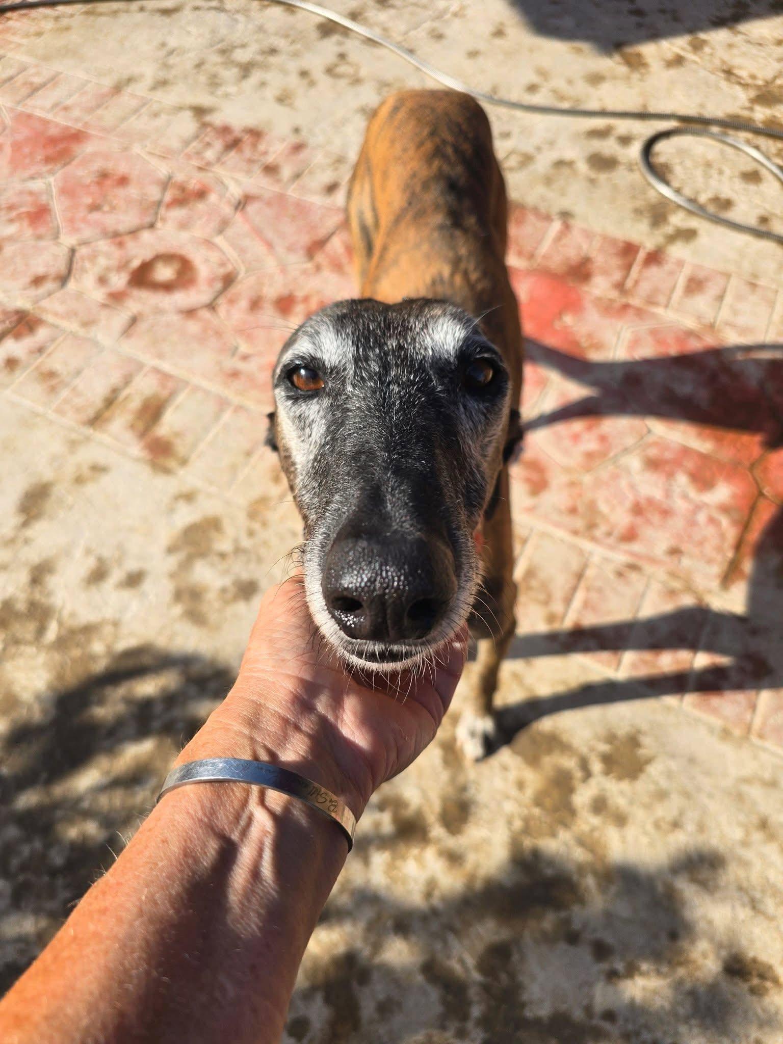 Enlarge Colten, a Adoptable Galgo Spanish Greyhound in Winter Park, FL image 1/3