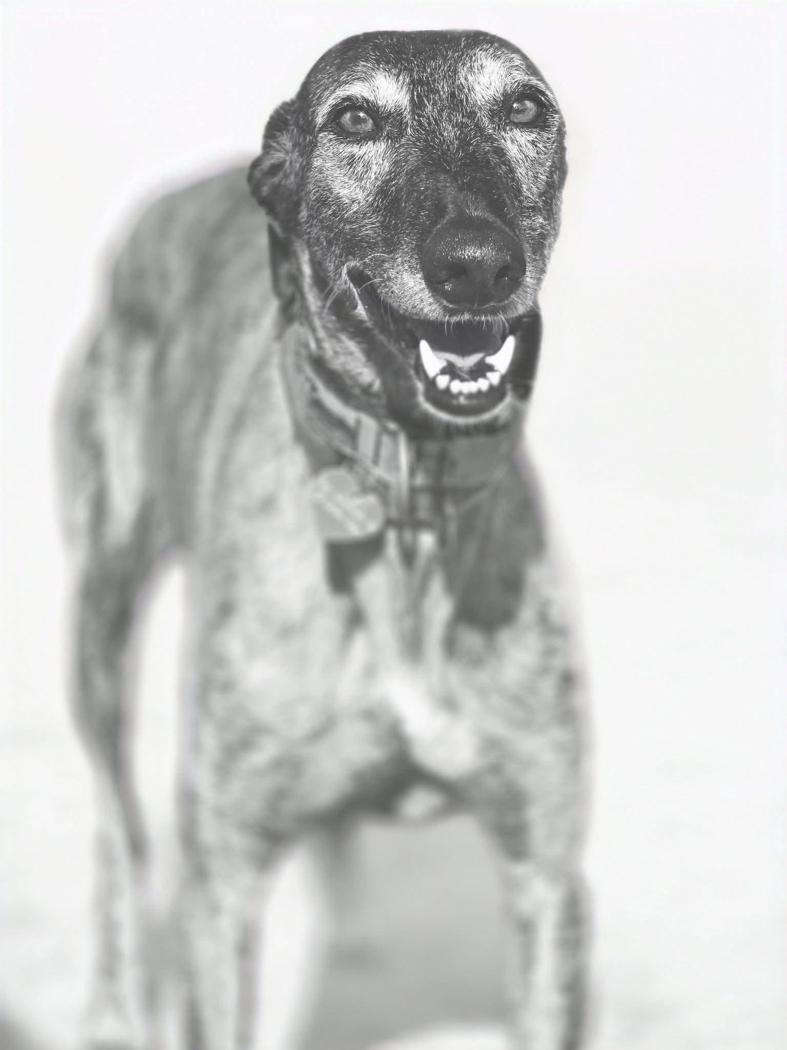 Enlarge Colten, a Adoptable Galgo Spanish Greyhound in Winter Park, FL image 3/3