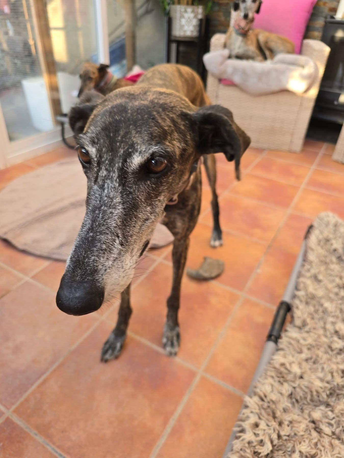 Enlarge Colten, a Adoptable Galgo Spanish Greyhound in Winter Park, FL image 2/3