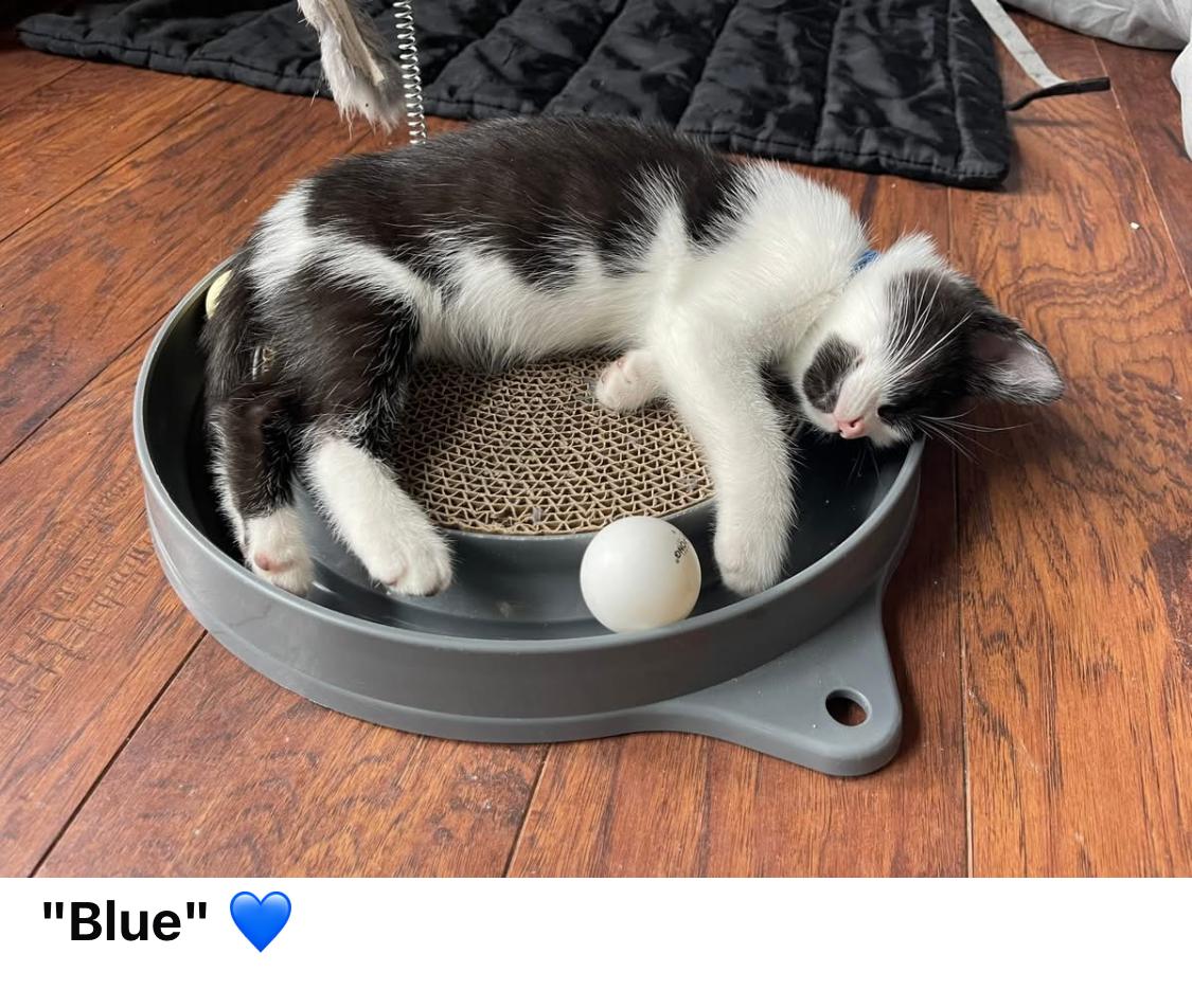 Blue