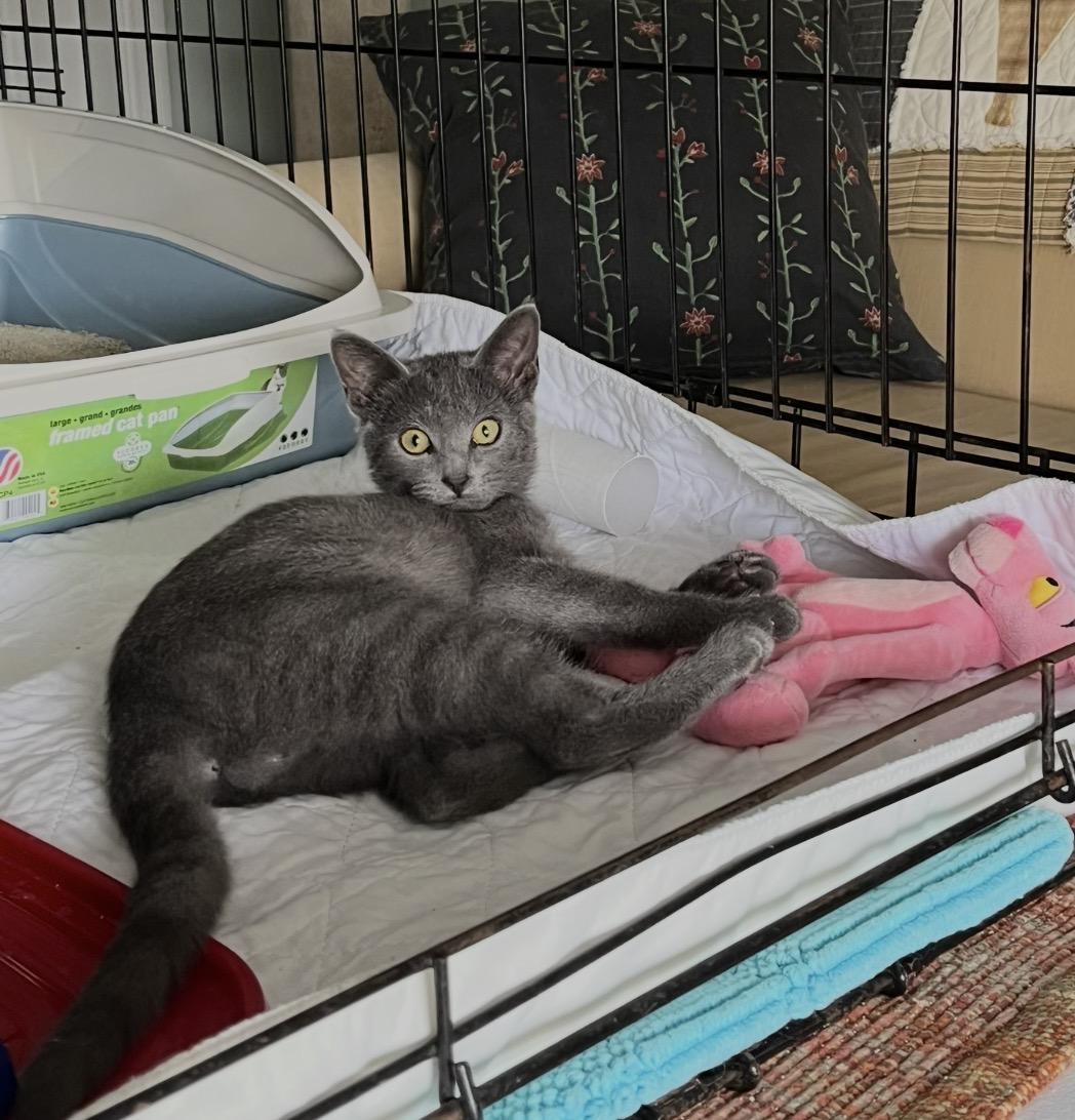 Enlarge Smokey, a Adoptable Domestic Short Hair in Columbus, OH image 1/2