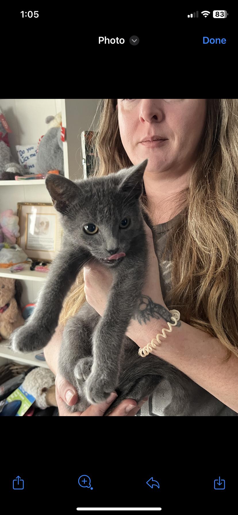 Enlarge Smokey, a Adoptable Domestic Short Hair in Columbus, OH image 2/2