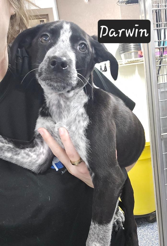 Darwin, Adoptable, Puppy Male Cattle Dog.