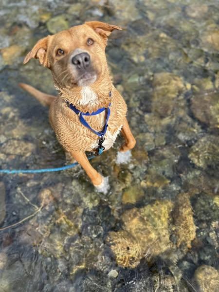 Cedar, an adoptable Labrador Retriever in Libby, MT, 59923 | Photo Image 1