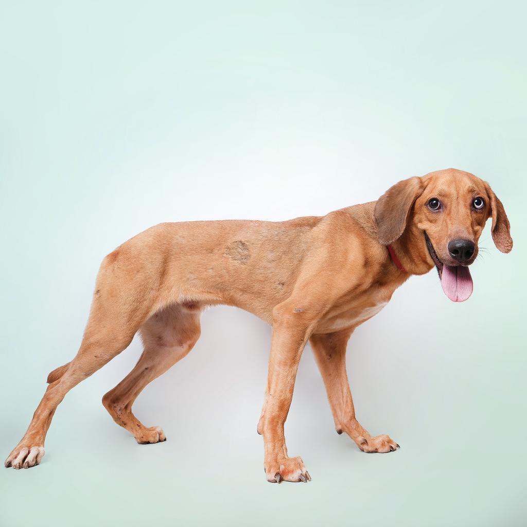 Vermont, a Adoptable Mixed Breed in Guaynabo, PR image 4/6