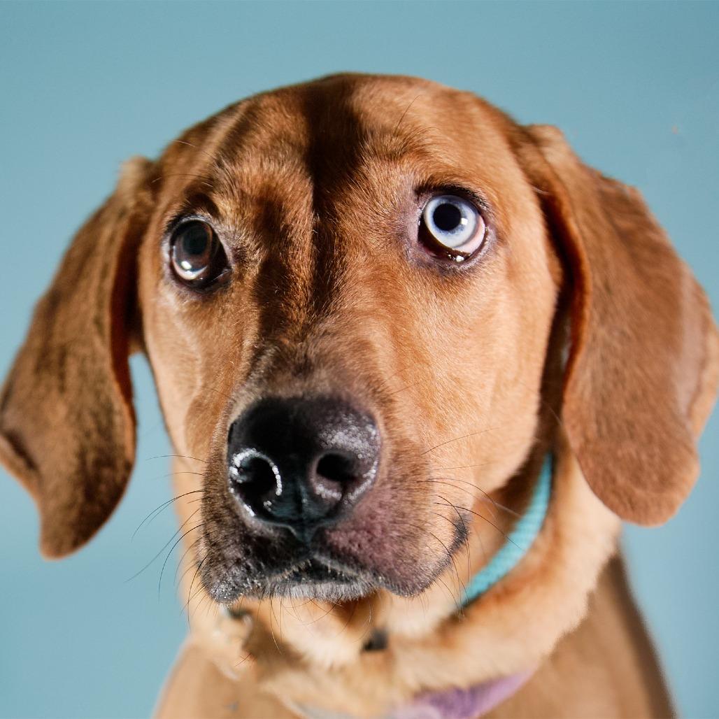 Vermont, a Adoptable Mixed Breed in Guaynabo, PR image 5/6