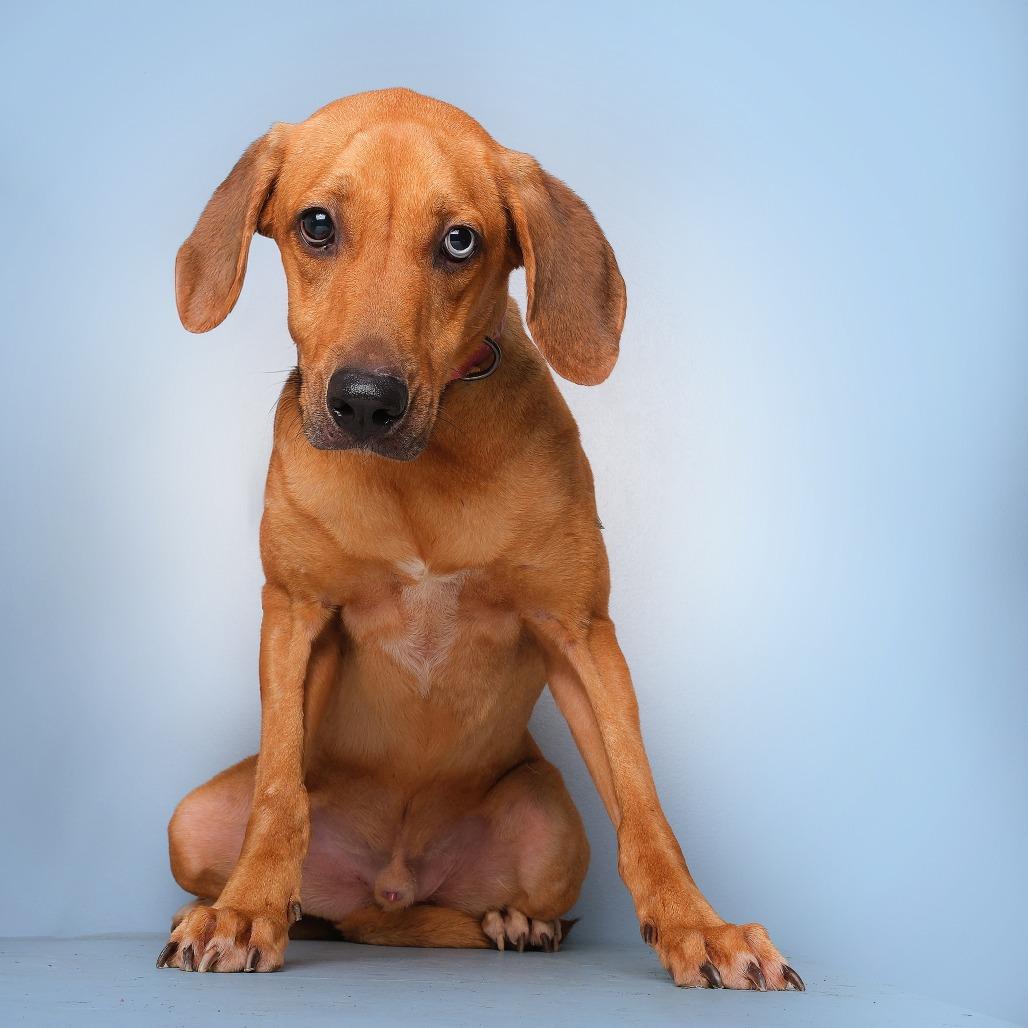 Vermont, a Adoptable Mixed Breed in Guaynabo, PR image 6/6