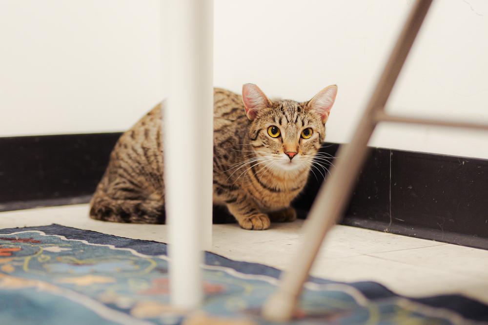 Poppy, a Adoptable Domestic Short Hair in Lancaster, CA image 2/6
