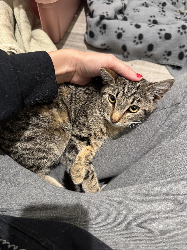 Enlarge Poppy, a Adoptable Domestic Short Hair in Lancaster, CA image 2/4