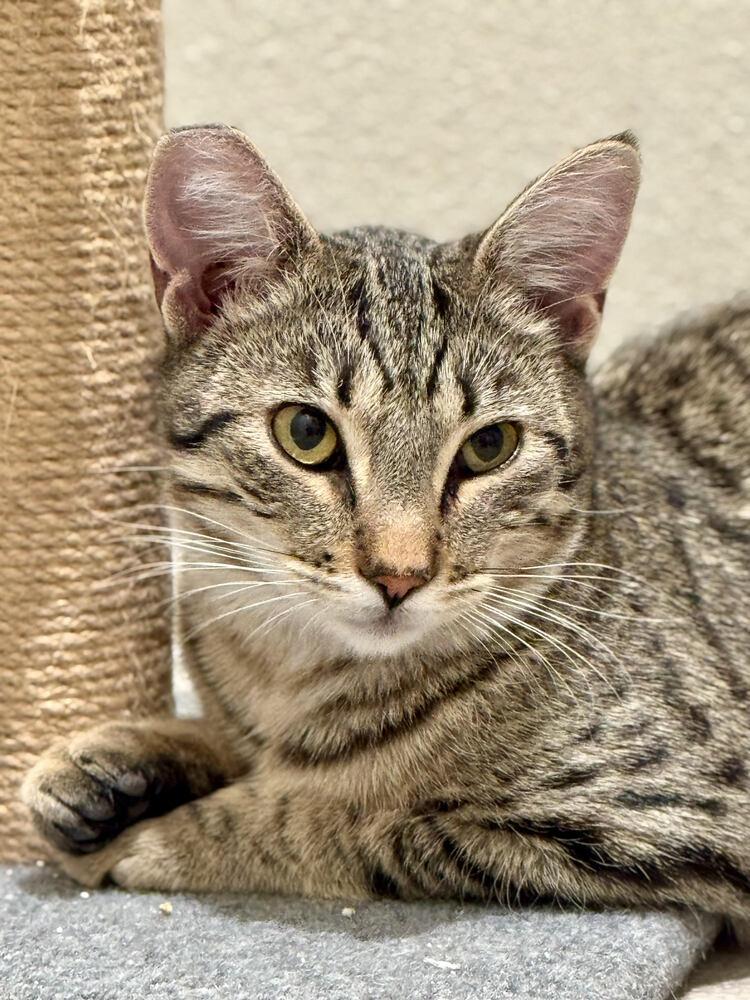 Enlarge Poppy, a Adoptable Domestic Short Hair in Lancaster, CA image 3/4