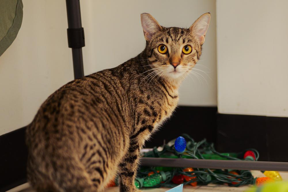 Poppy, a Adoptable Domestic Short Hair in Lancaster, CA image 5/6