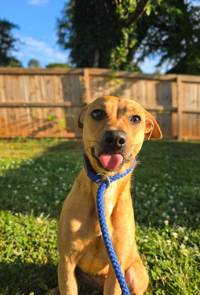 Enlarge Cindy Lou Who, a Adoptable mixed breed in Wayne, NJ image 2/3