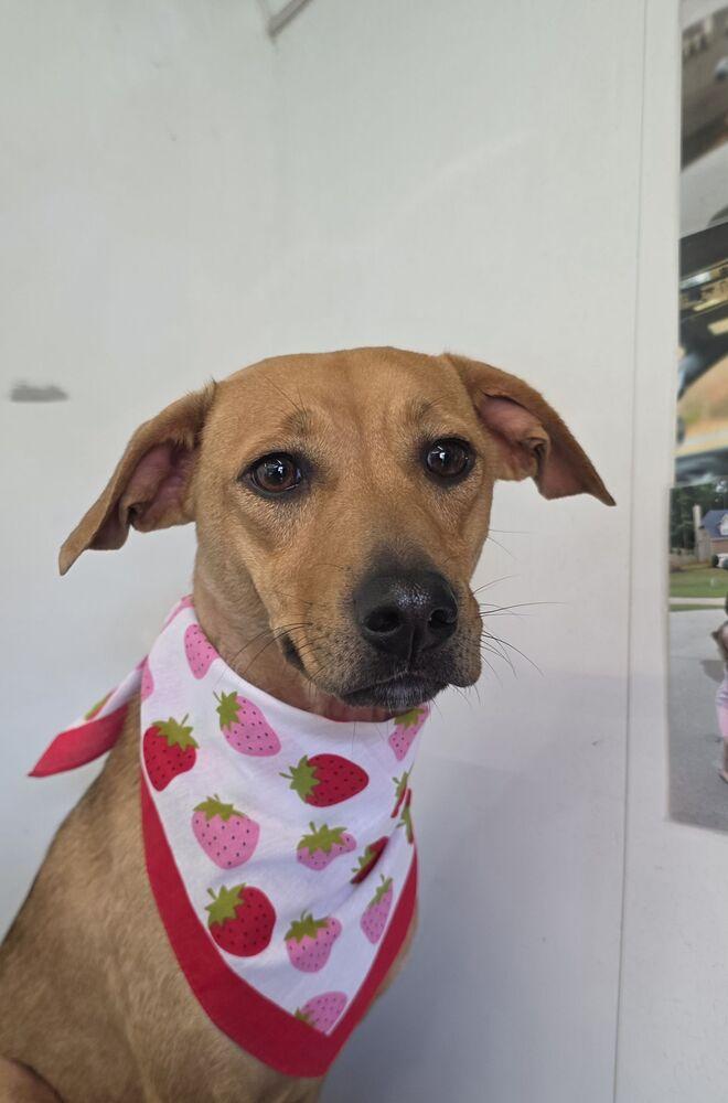 Enlarge Cindy Lou Who, a Adoptable mixed breed in Wayne, NJ image 3/3