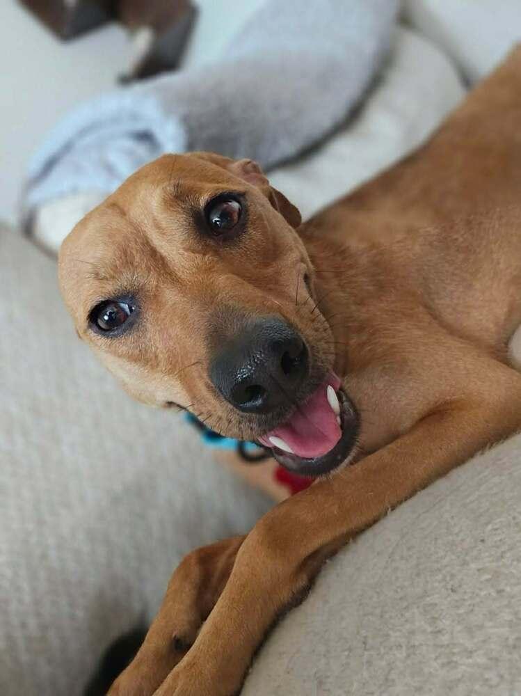Enlarge Cindy Lou Who, a Adoptable mixed breed in Wayne, NJ image 1/3