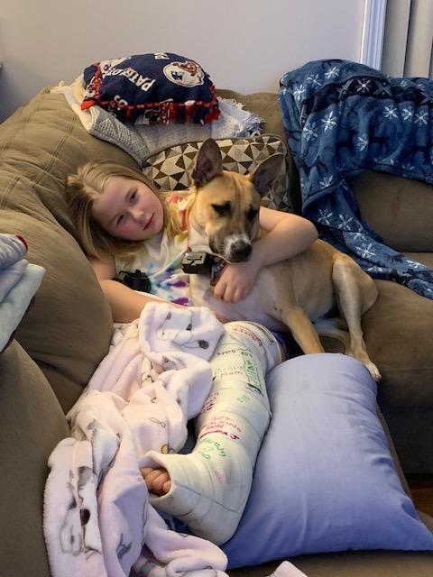 Murphy 2, Adoptable, Young Male American Staffordshire Terrier & Shepherd.