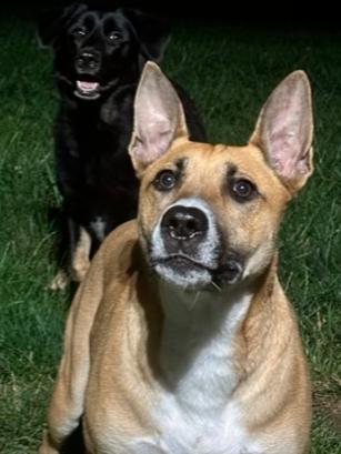 Murphy 2, a Adoptable mixed breed in Brewster , NY image 2/6