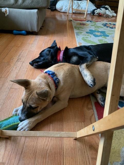 Murphy 2, a Adoptable mixed breed in Brewster , NY image 4/6