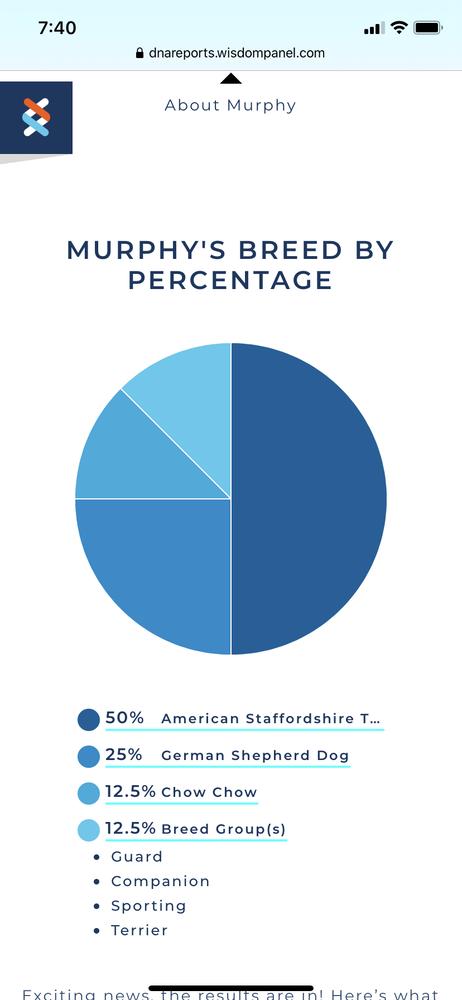 Murphy 2, a Adoptable mixed breed in Brewster , NY image 5/6