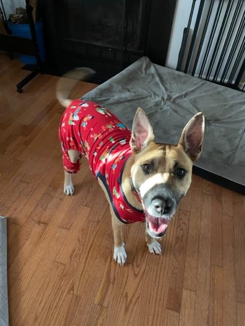 Murphy 2, a Adoptable mixed breed in Brewster , NY image 6/6