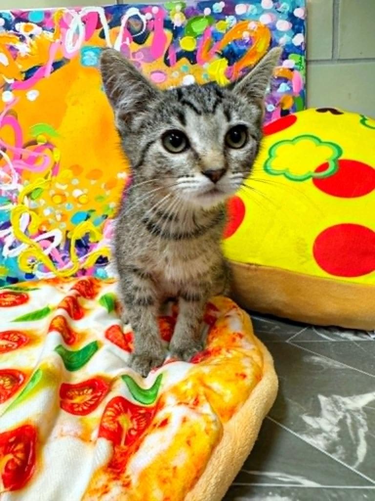 Little Caesar Pizza Pizza, Adoptable, Kitten Female Domestic Short Hair.