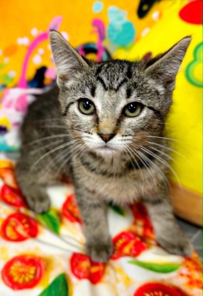 Enlarge Little Caesar Pizza Pizza, a Adoptable mixed breed in Effingham, IL image 2/5