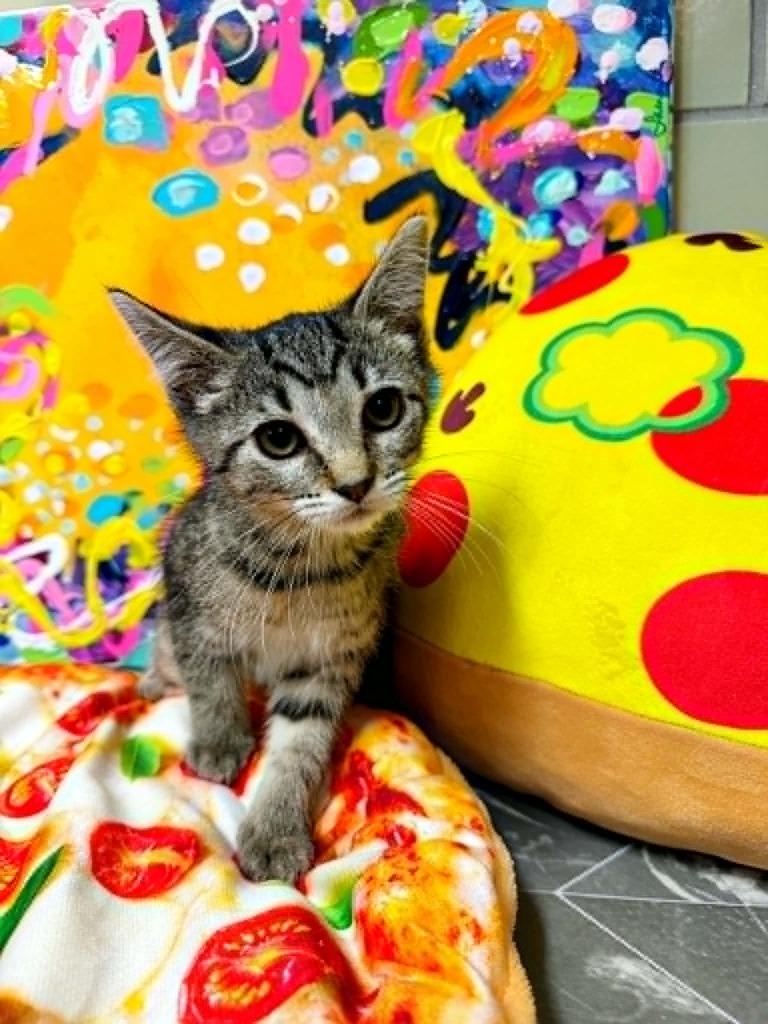 Enlarge Little Caesar Pizza Pizza, a Adoptable mixed breed in Effingham, IL image 3/5