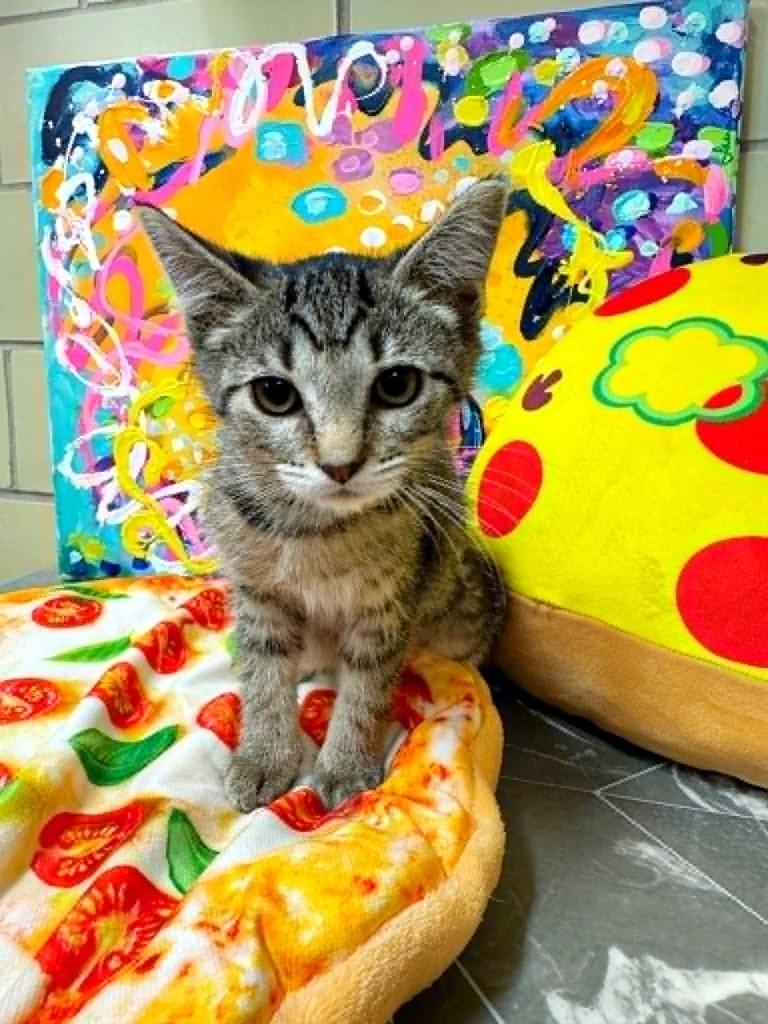 Enlarge Little Caesar Pizza Pizza, a Adoptable mixed breed in Effingham, IL image 4/5