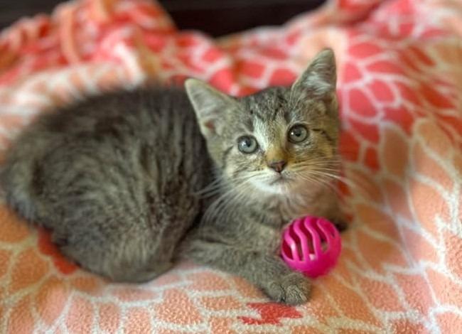 Enlarge Little Caesar Pizza Pizza, a Adoptable mixed breed in Effingham, IL image 5/5