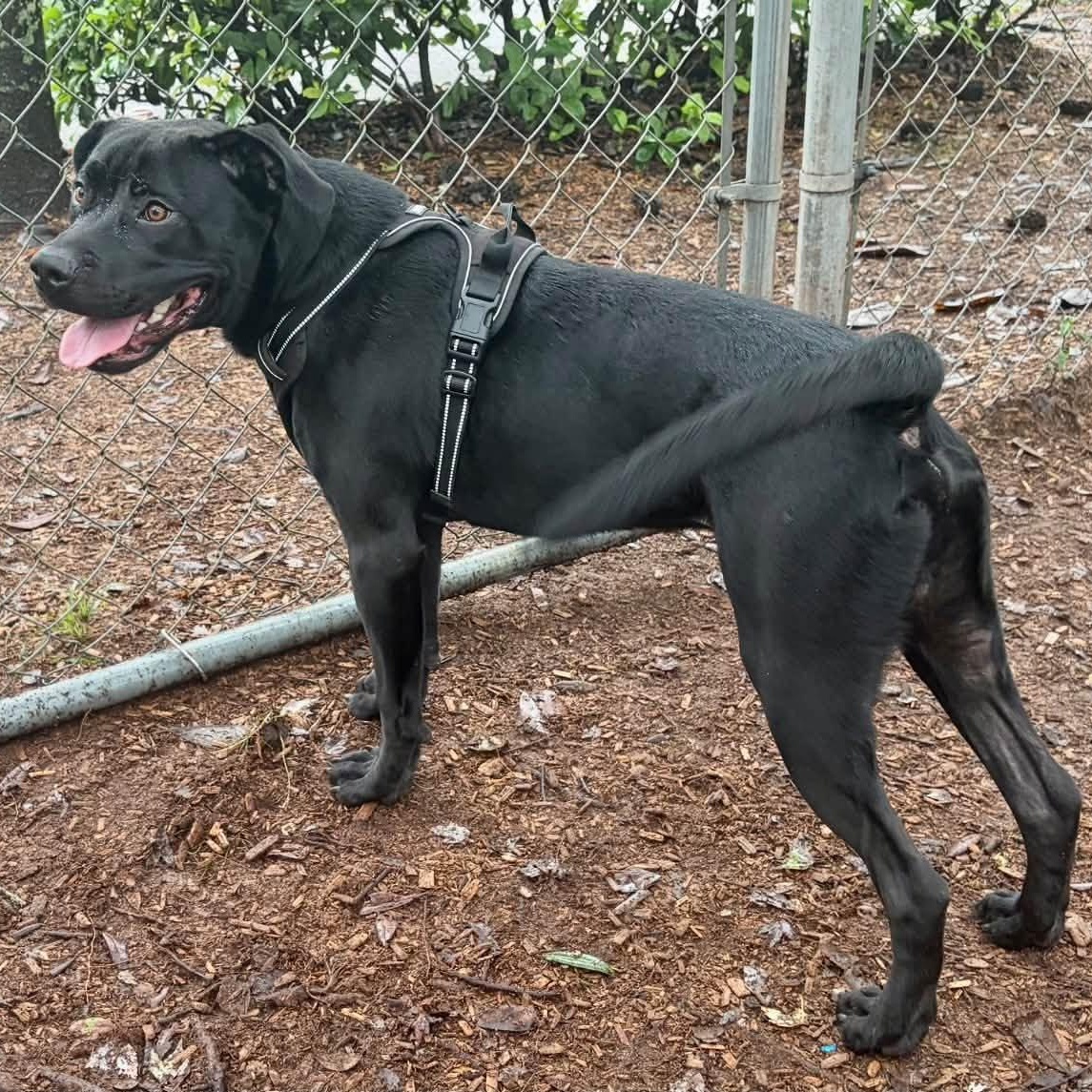Jake, Adoptable, Adult Male Mixed Breed.